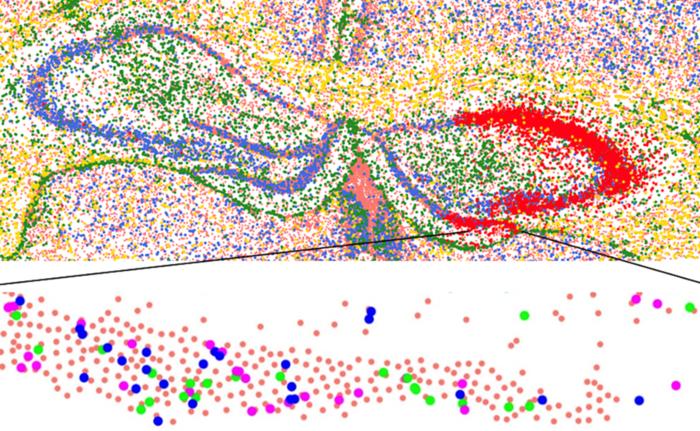 Image - mutated cells