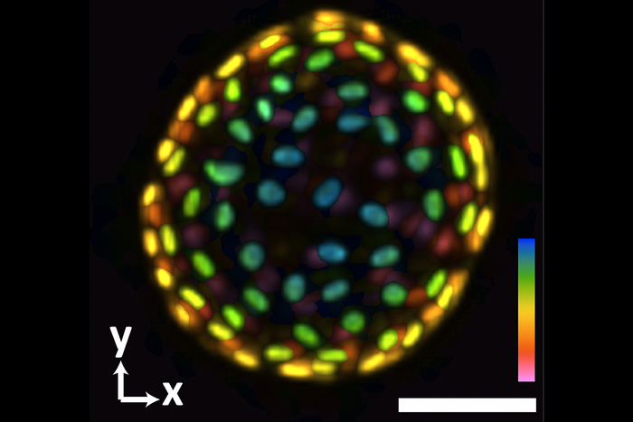 Organoid