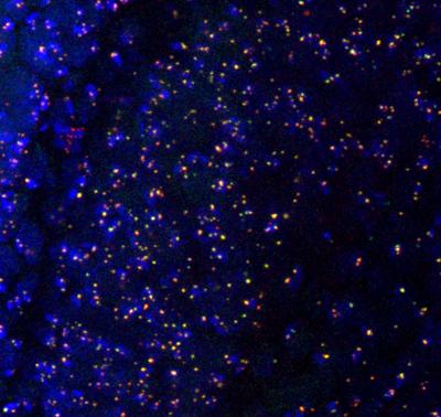 <i>Drosophilia melanogaster</i> Larval Imaginal Disc Cells