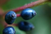 Viburnum tinus