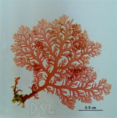 <i>Plocamium violaceum</i>