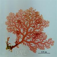 <i>Plocamium violaceum</i>