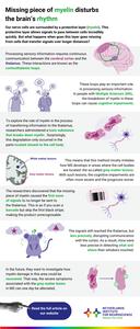 Infographic: missing piece of myelin disturbs the brain’s rhythm