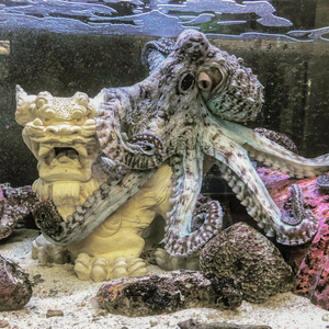The day octopus, Octopus cyanea, in a tank in the laboratory