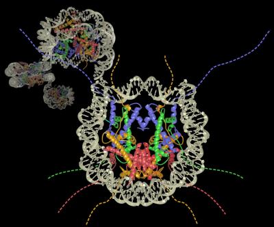 Packaging Process for Genes Discovered in New Research