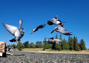 Pigeons during test flight