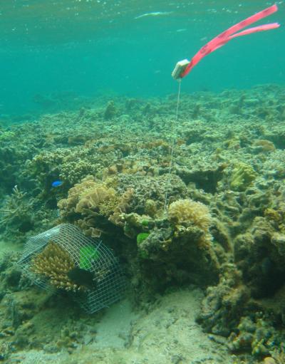 Corals Signal to Gobies, 'Come Clean Me!' (4 of 9)