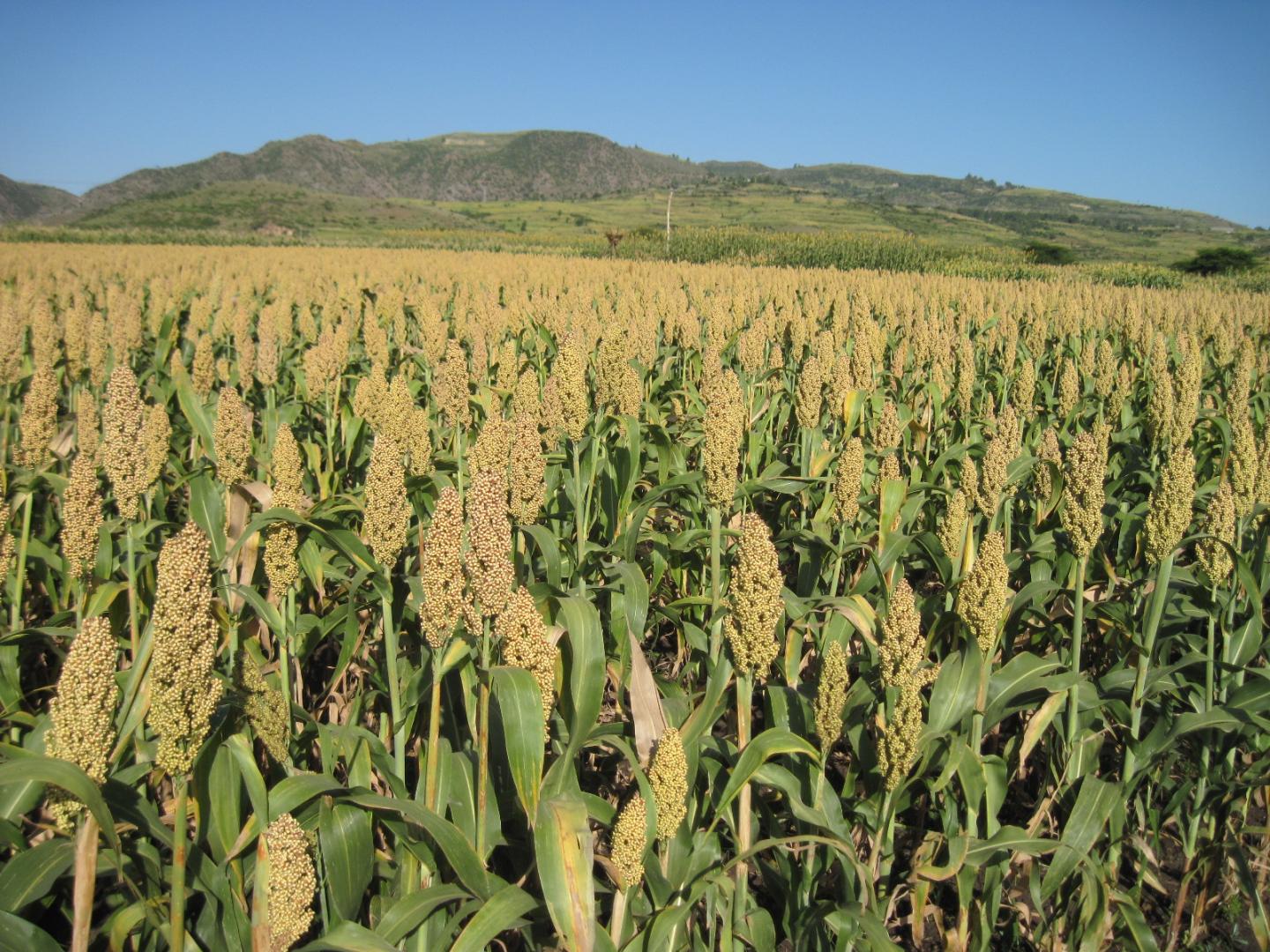 Healthy Sorghum Field