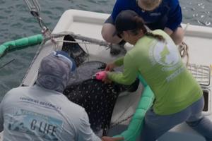 Tagging Stingray