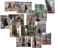 Tree Research