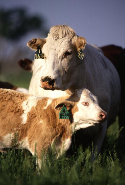 Mad Cow Disease Tests