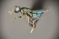 The New Parasitic Wasp Species <i>Euderus set</i>