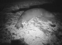 Monk seal resting