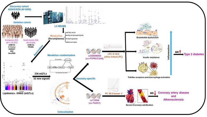 Genetic study in Indians finds new pathways involved in cardiometabolic disease