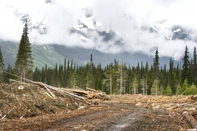 Forest loss