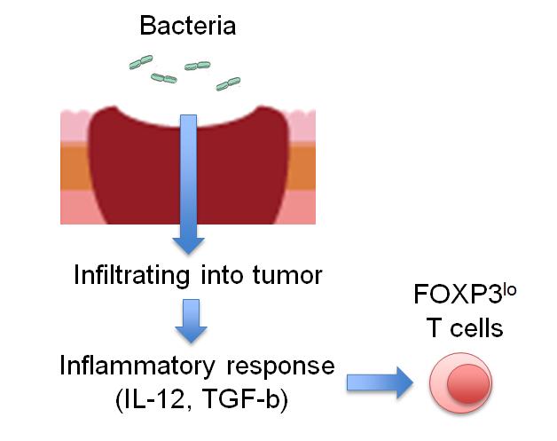 Figure of Bacteria