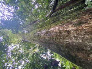 Quercus insignis