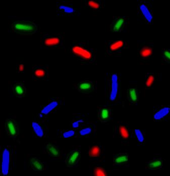 Protein Synthesis Machinery from Bacterial Consortia in One Shot