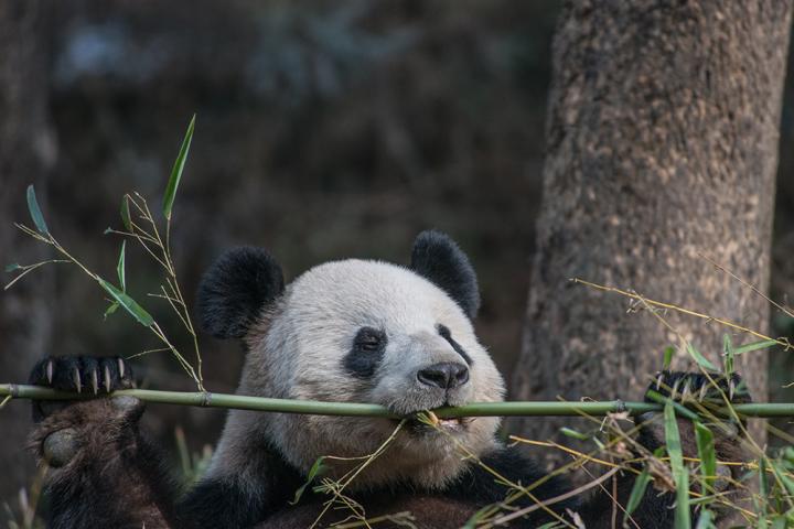 Panda Chows Down