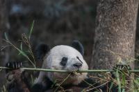 Panda Chows Down