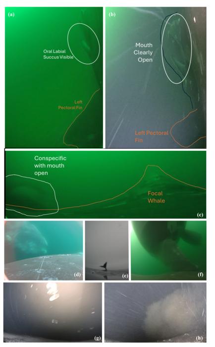 Open wide: Identifying North Atlantic right whale feeding behaviour using camera-validated kinematic data and machine learning
