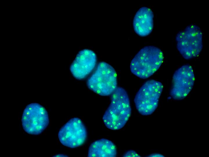 HAP1 Cells Lacking FANCC Gene