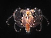 Megalopa Larva