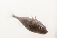 Stickleback Dads