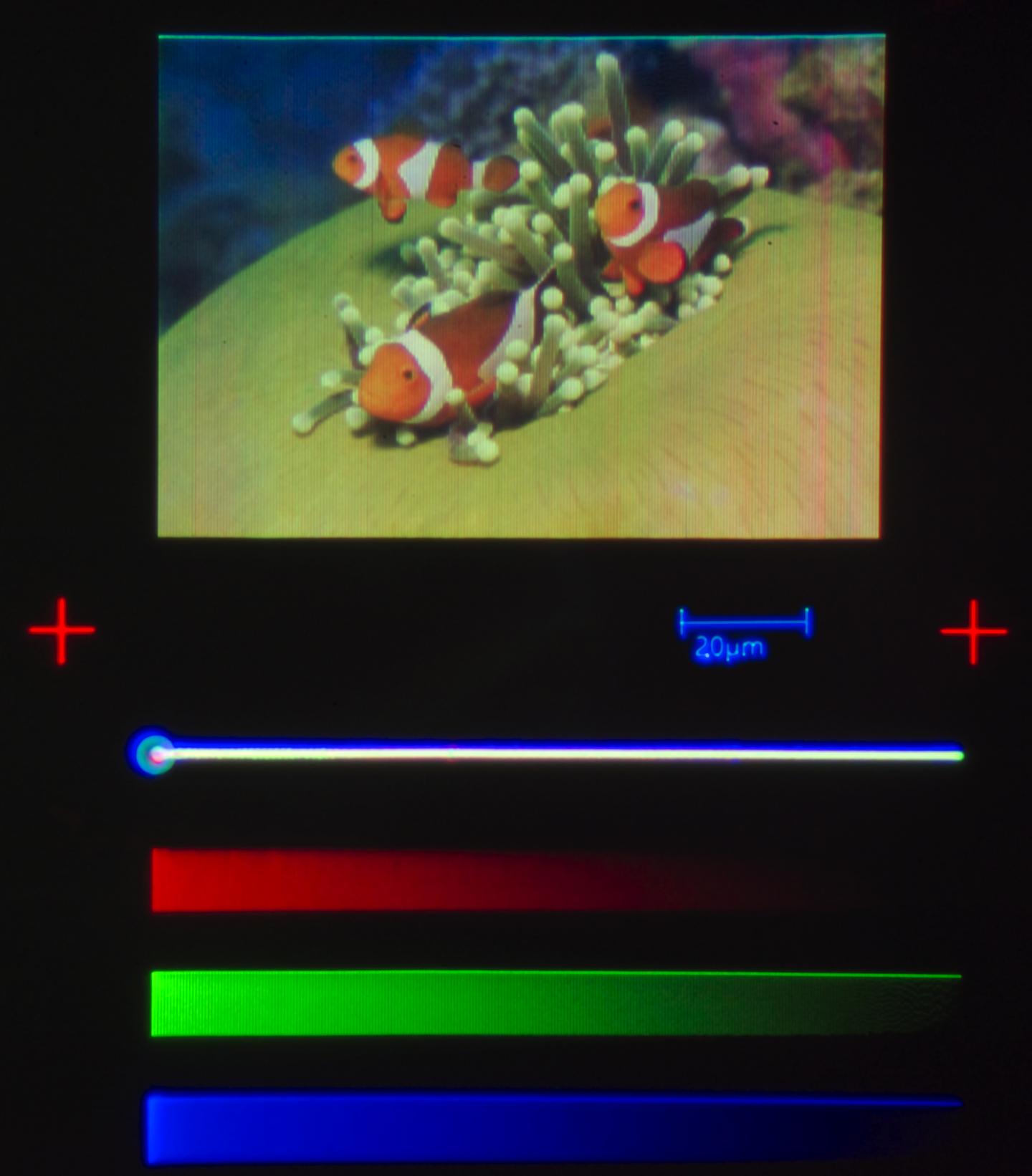 Finding Tiny Nemo