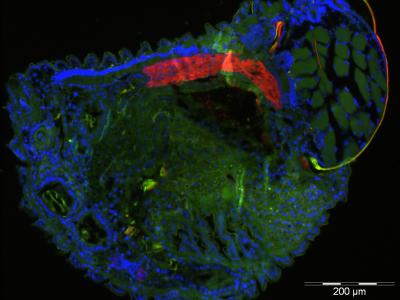 How Beetles Keep Bacteria in Check (10 of 15)
