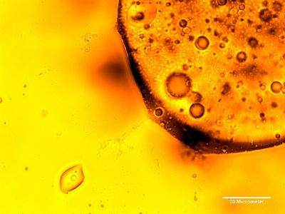 Microbes are Degrading Oil in the Deepwater Plume