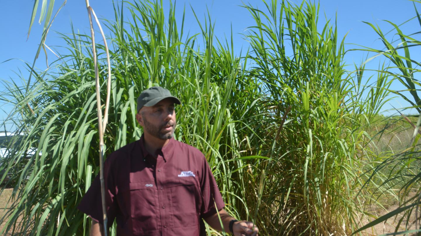 Biofuel-Biomass Feedstock