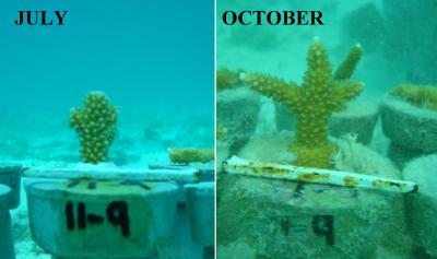 Staghorn Coral