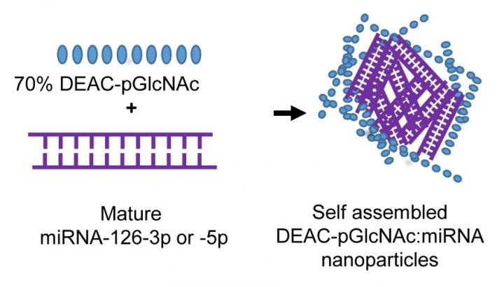 Diagram Illustrating the Assembly of the miRNA/nanoparticle Carrier