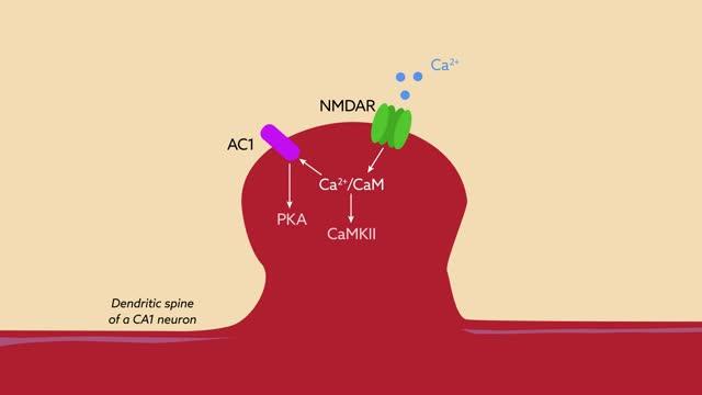 The Protein RGS14 Regulates Calcium Signaling in CA2 Neurons to Restrict Plasticity