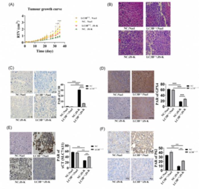 JS-K inhibits bladder tumor growth in vivo.