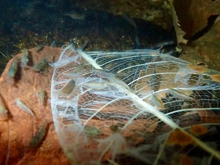 A Decomposing Leaf with Shrimp in Valium Stream on Ilha Grande