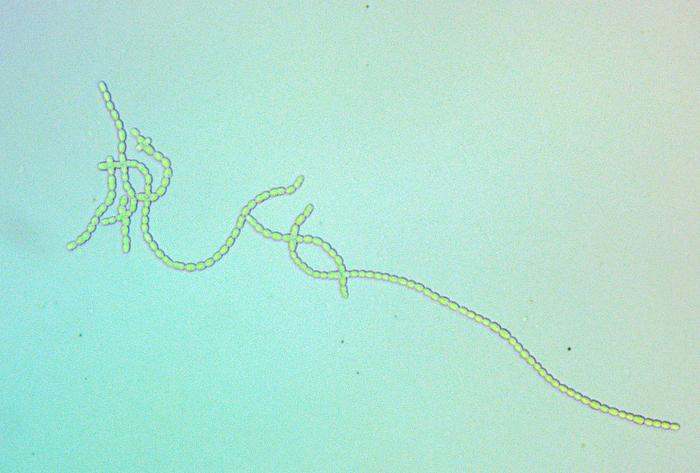 Filamentous cyanobacteria (Nostoc punctiforme)