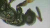 A Nasonia Female Drills into the Host with Her Stinger