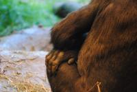 Gorilla Hand
