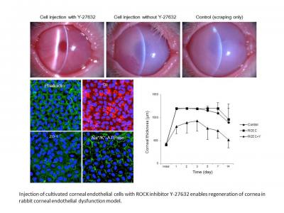Cornea Regeneration