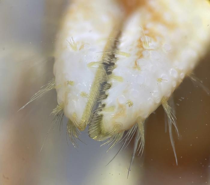 Hermit crab (Pagurus bernhardus)