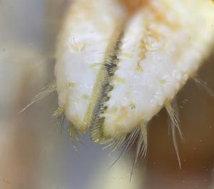 Hermit crab (Pagurus bernhardus)