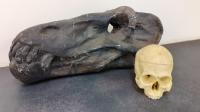 Anteosaurus compared to a modern human