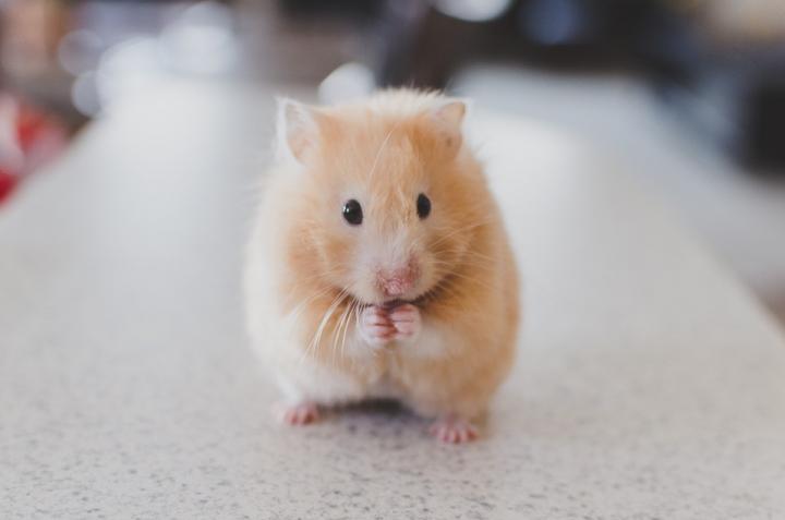 Not All Prion Strains Interfere with Each Other