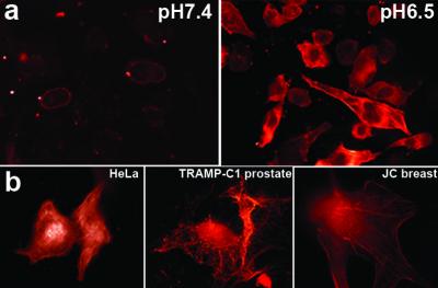 Delivery of Fluorescent Phalloidin