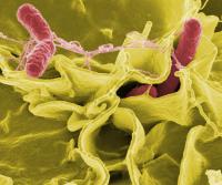 <I>Salmonella typhimurium</I>