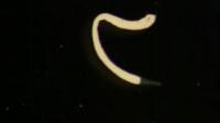 <I>Paracatenula galateia</I>