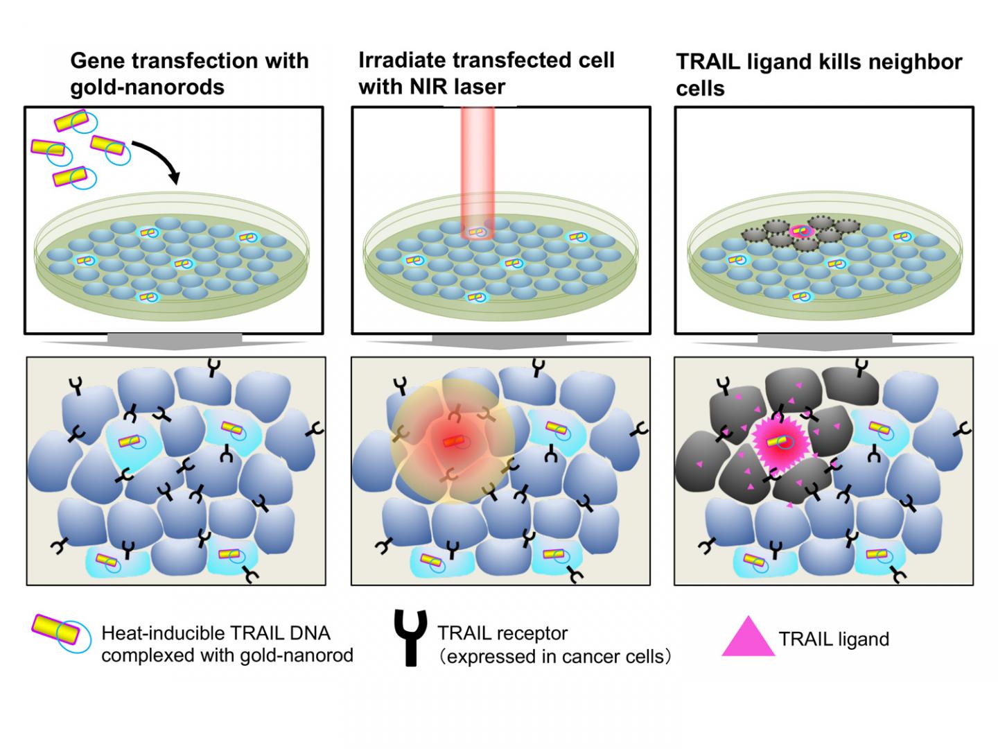 Image 2 Gold Nanorods