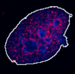 Image 2 - SPRTN enzymes